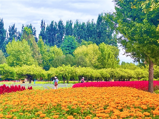 北京国际鲜花港秋季赏花游园会闪亮登场，畅享花海之美